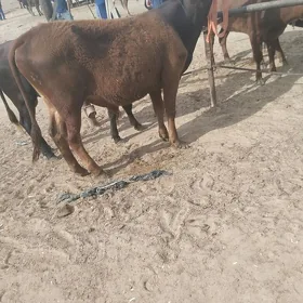 öküz yaşajyk