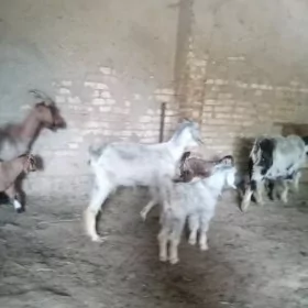Ekiz owlakly geciler