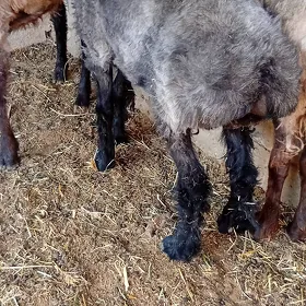 semiz işşek