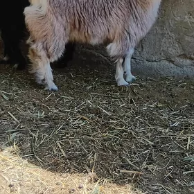 çewiş
