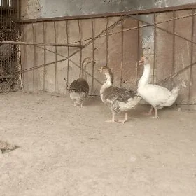 GUSS