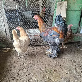 Brama horaz