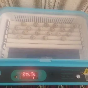 inkubator