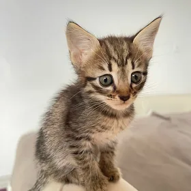 Котенок