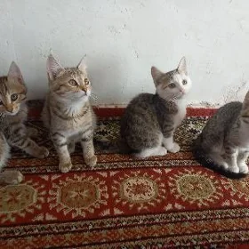 pişik şeýle berjek