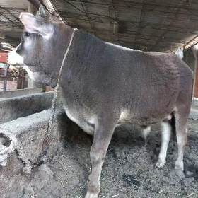 okuz