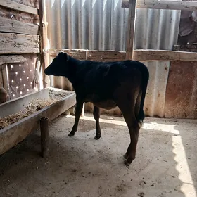 Göle