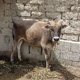 Öküz