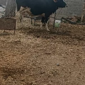 öküz