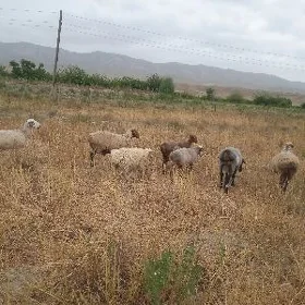 Gysyr. goYun gysyr. geci.