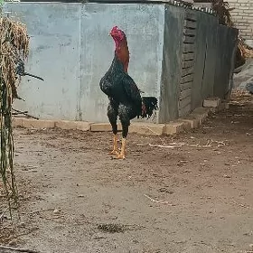 baysowy horaz