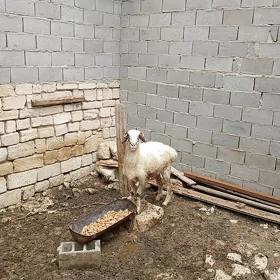 goýun