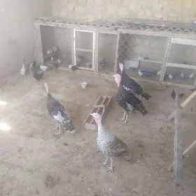 indýuk we towuk jüýje