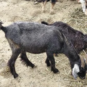 geci