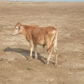 Ökuz