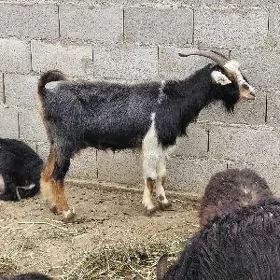 geci