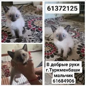 котёнок
