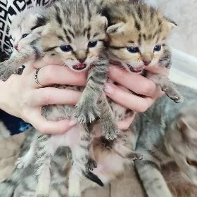Вислоухие котята мальчики
