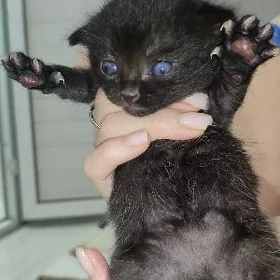 вислоухий котенок мальчик