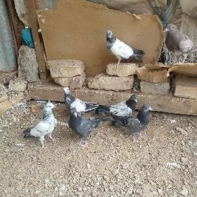 Kepderi