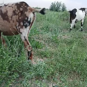 Пакистан гечи