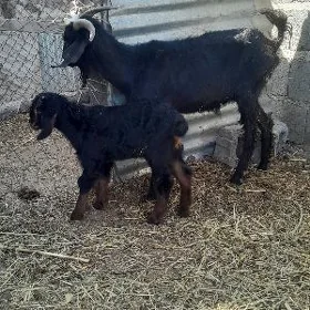 owlakly geçi