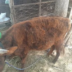 öküz