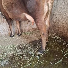 Goleli sygyr
