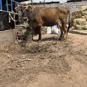 Göleli sygyr