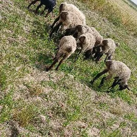 Goýunlar