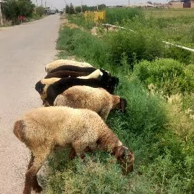 Goçkarlar