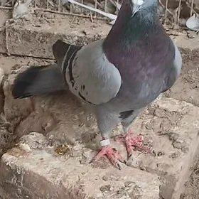 kepderi
