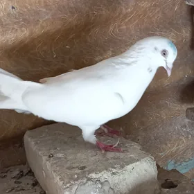 kepderi