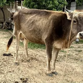 Sygyr
