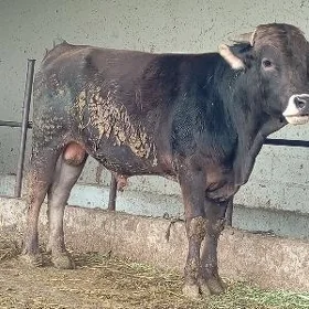 öküz