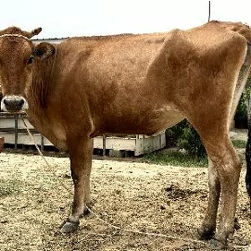 Sygyr