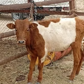 okuzçe
