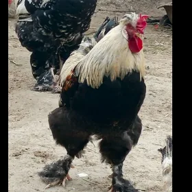 TOWUK HORAZ BALGAR MAKI