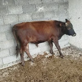 öküz