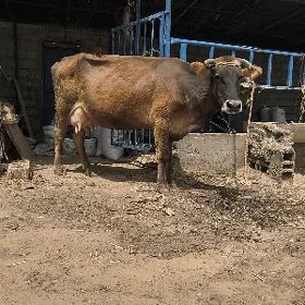 Göleli sygyr