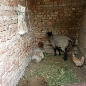 goýun