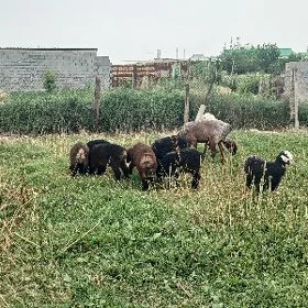 Berre guzlar