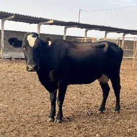 sygyr
