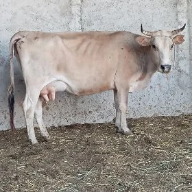 Simental gatyşyk Göleli Sygyr