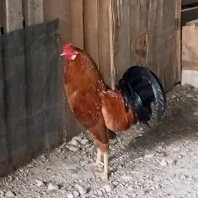 horaz