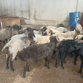 işşek goyun Erkeç garakoli