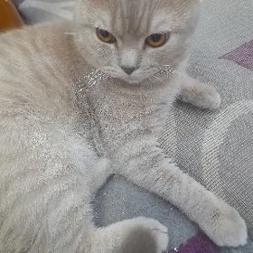 кот вислоухий