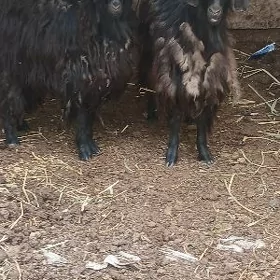 CEBIŞ