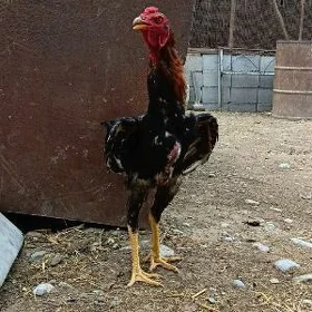 Taşkent