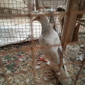 kepder